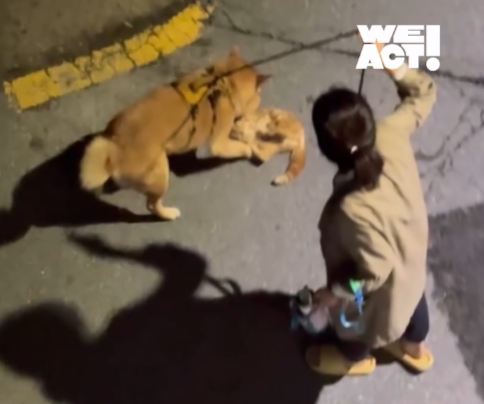 사진=동물구조단체 위액트.