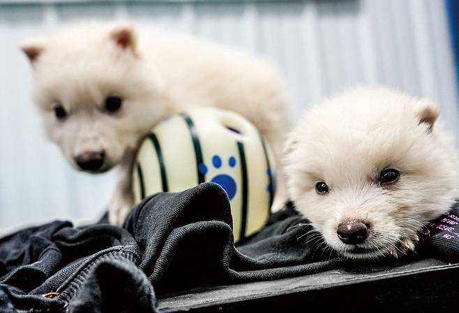 다이어 울프 특징이 있는 수컷 늑대 로물루스와 레무스. 태어난 지 한 달 된 모습이다. / 사진 콜로설바이오사이언스