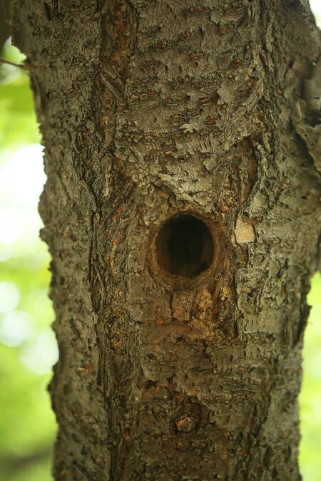 딱따구리가 나무를 두드려 만든 둥지, 딱따구리는 물론 다양한 야생동물이 둥지를 활용한다. 딱다구리보전회 제공