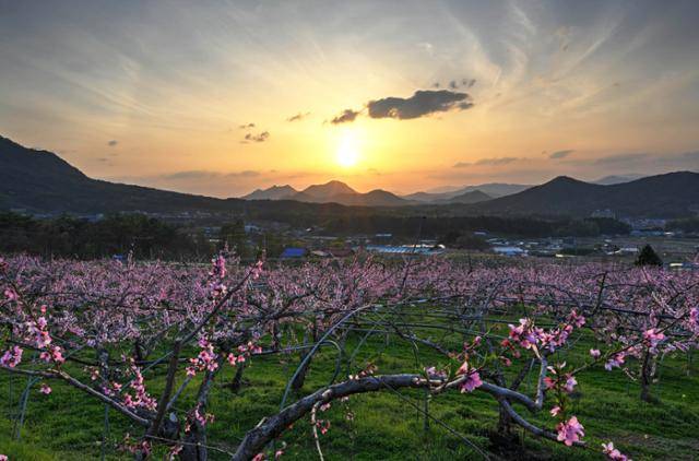 복사꽃마을이라고 불리는 강원 춘천시 동내면 사암리에는 냉해를 이겨내고 활짝 핀 복사꽃들이 노을빛에 장관을 이루고 있다. 춘천=왕태석 선임기자