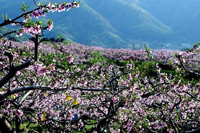 복사꽃마을이라고 불리는 강원 춘천시 동내면 사암리에는 냉해를 이겨내고 활짝 핀 복사꽃들이 장관을 이루고 있다.