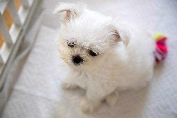 강아지가 자주 엉덩이를 바닥에 대고 끌고 다닌다면 항문낭 질환을 의심해야 한다./사진=클립아트코리아