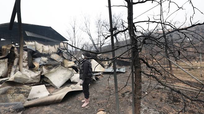 지난달 27일 화마가 온 마을을 삼켜 쑥대밭이 된 안동 임하면. 농민이 불에 탄 사과밭을 보고 있다. 연합뉴스