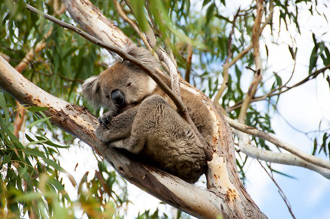 코알라 참고 이미지/사진=게티이미지뱅크