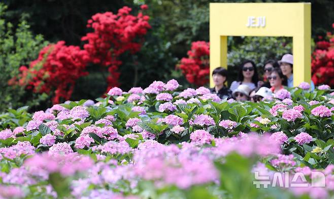 [서귀포=뉴시스] 우장호 기자 = 맑은 날씨를 보인 27일 오전 제주 서귀포시 남원읍 휴애리자연생활공연에 여름의 시작을 알리는 수국이 활짝 피어나 관람객들의 시선을 끌고 있다. 2025.04.27. woo1223@newsis.com