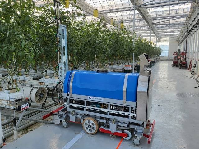 방제로봇이 토마토에 방제 약품을 살포하고 있다. 농촌진흥청