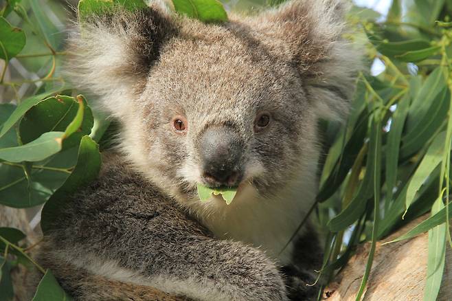 코알라. 호주 빅토리아주에서는 산불 후유증으로 먹이를 잃은 코알라들이 대규모 살처분되는 비극이 벌어졌다. 게티이미지뱅크