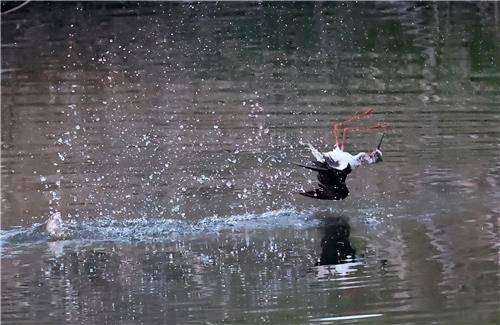매의 공격에 나뒹구는 장다리물떼새 [촬영 유형재]