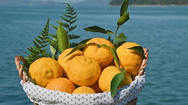 남해 유자 영상 캡처 [경남도 제공. 재판매 및 DB 금지]