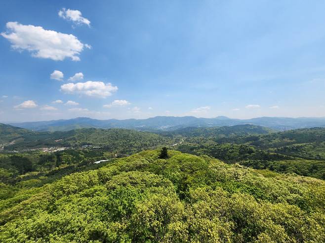 광릉숲생태타워에서 바라본 풍경. 조선 세조때부터 광릉이 조성되며 관리를 해온 산림 자원을 그대로 볼 수 있다.(사진=이데일리 강민구 기자)