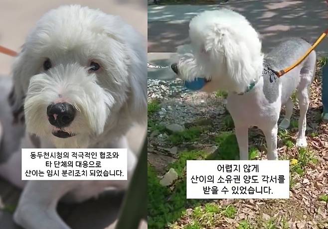 (동물권단체 '케어' 제공)