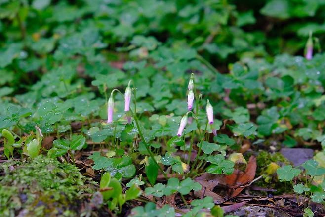 IMG_4277.JPG <대만 직장인> 음식 사진과 대만 이모저모