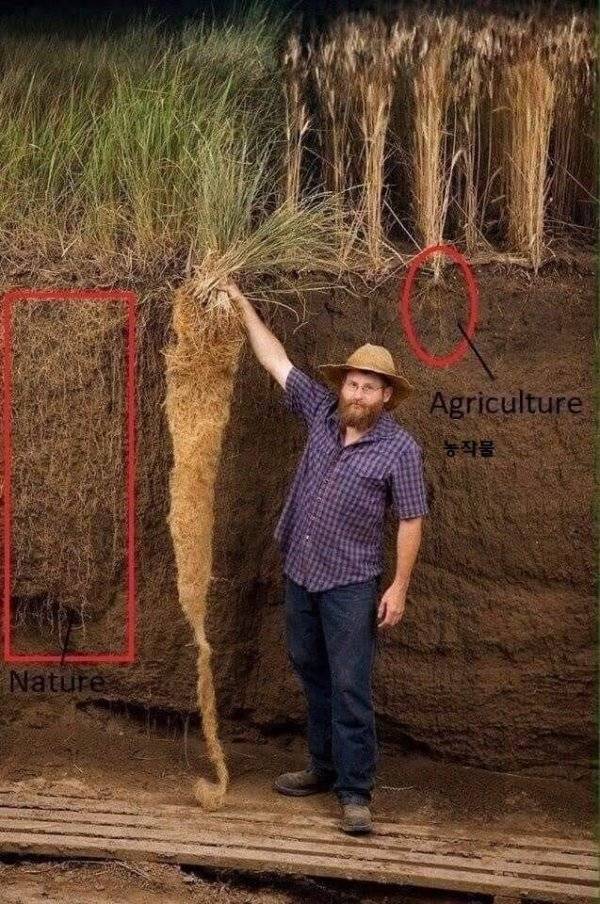 잡초가 잘 안 죽는 이유