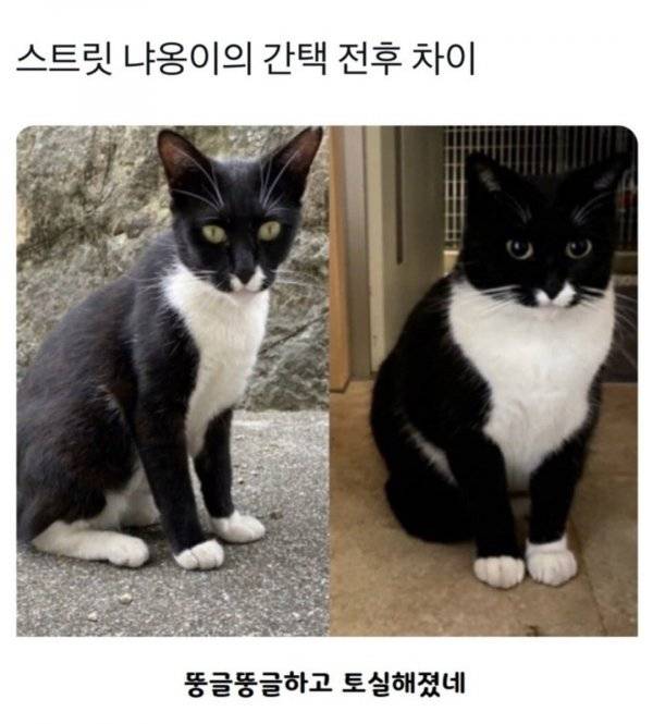간택 전 후 차이