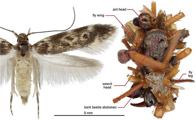 미국 하와이대 마노아캠퍼스 연구진은 지난 24일(현지시각) 자신의 몸에 곤충 사체를 붙이고 다니는 신종 육식성 애벌레를 발견했다고 국제학술지 ‘사이언스’에 공개했다. 사진은 채집된 ‘뼈 수집가’ 성체 암컷(왼쪽)과 개미·바구미·파리 신체 부위로 장식된 애벌레의 껍질. 대니얼 루비노프/하와이대 마노아캠퍼스 제공