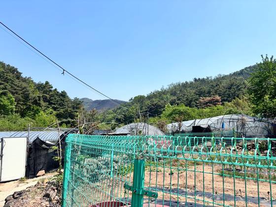 29일 낮 12시 대구 북구 노곡동 함지산 아래 밭. 산불 최초 목격자와 신고자가 이곳에서 밭일을 하다가 멀리 산에서 연기가 피어오르는 걸 발견했다. 저 멀리 산이 검게 그을려 있다. 대구=백경서 기자