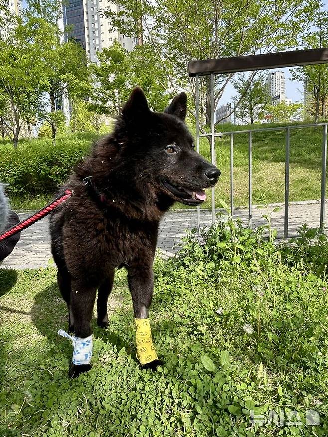 [서울=뉴시스] 산책 중인 강아지. (사진=독자 제공)