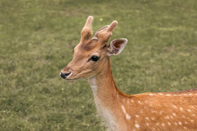 개체수 급증으로 농작물 피해 등이 잇따르자 환경부가 ‘꽃사슴’을 유해야생동물로 지정했다. 사진은 기사의 이해를 돕기 위한 자료. 이미지투데이