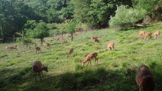 지난해 환경부 실태조사 결과 안마도에 꽃사슴 937마리가 서식하고 있는 것으로 조사됐다. 환경부