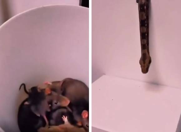 벽 구멍에서 연달아 뛰쳐나와 플라스틱 통 안에 갇힌 집쥐들(왼쪽)과 성공적으로 ‘작전’을 완수하고 구멍 밖으로 귀환하는 애완뱀의 모습(오른쪽). 레딧 캡처