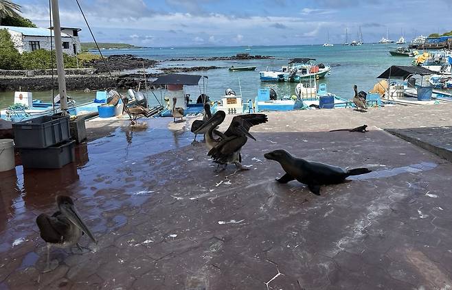 산타크루스섬 어시장 주변에 모인 펠리컨, 갈라파고스바다사자, 바다이구아나 [촬영 이재림 특파원]
