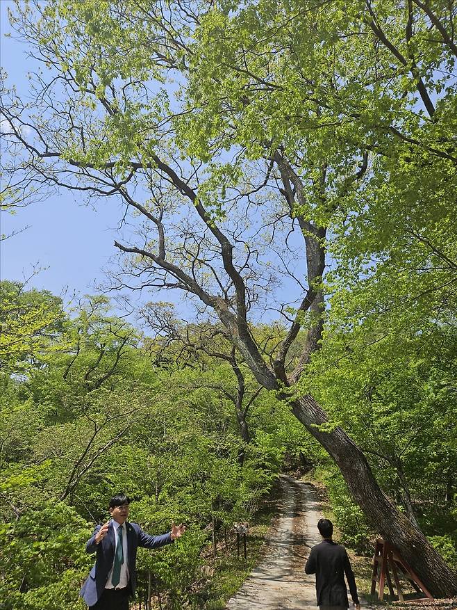 졸참나무 관해 설명하는 임영석 국립수목원장(왼쪽) [촬영 조승한]