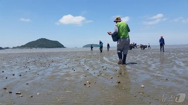 신안군 백합 종자 방류 (신안군 제공. 재판매 및 DB금지) /뉴스1
