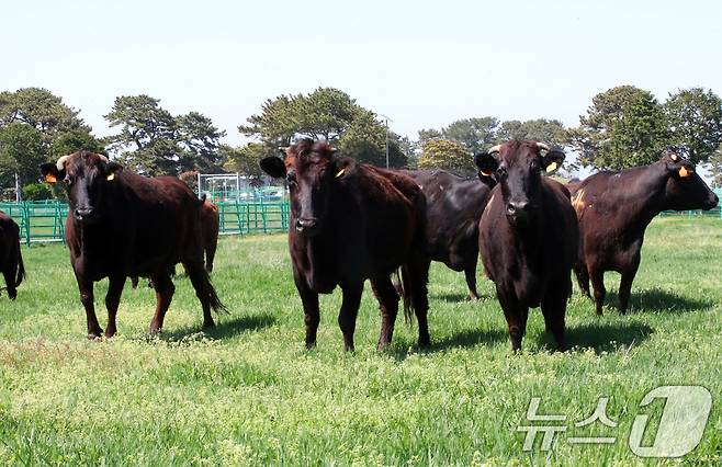 국가지정 천연기념물인 제주흑우가 30일 오후 제주마 방목지에 처음으로 방목되고 있다. 제주도 축산생명연구원은 이날부터 9월 말까지 이곳에서 흑우를 시범 방목한다. 2025.4.30/뉴스1 ⓒ News1 오현지 기자