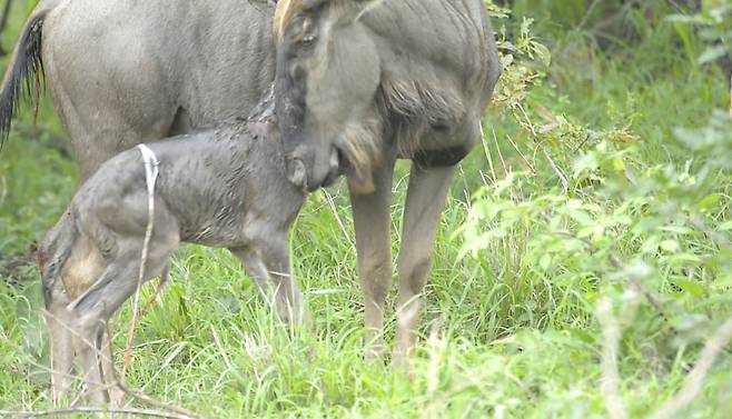 8개월의 임신 기간 끝에 세상에 나온 누우 새끼. 주변에 천적이 득시글거리는 엄혹한 세상에서 살아가야 한다./Latest Sightings