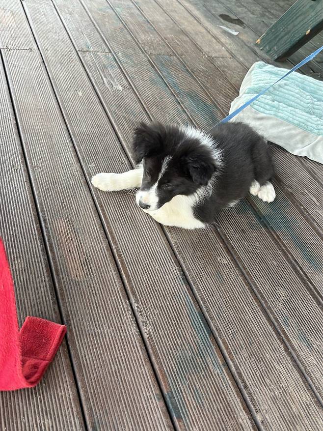 함바집 앞 보더콜리