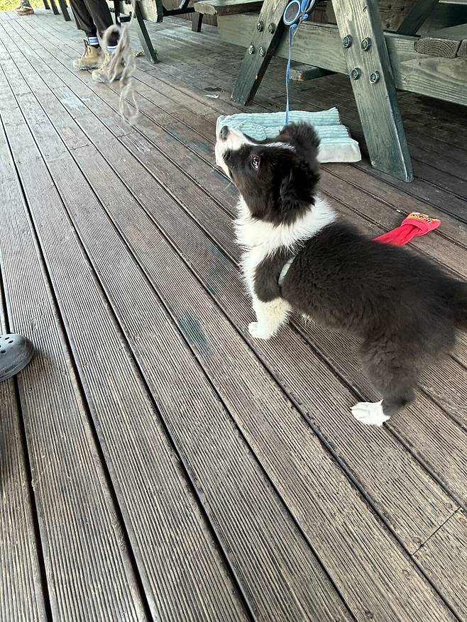 함바집 앞 보더콜리