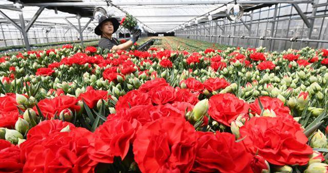 '5월 가정의 달'을 일주일 앞둔 24일 경기 용인시 남사면의 한 화훼 농가에서 관계자가 카네이션 출하 작업을 위해 분주히 움직이고 있다. 용인=뉴시스