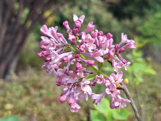 지난해 10월에 국립수목원에 불시개화한 라일락. 국립수목원 제공