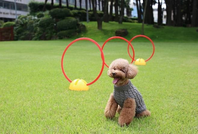 메종 글래드 제주 야외 공간에 마련된 반려동물 놀이터.[사진제공=글래드 호텔앤리조트]