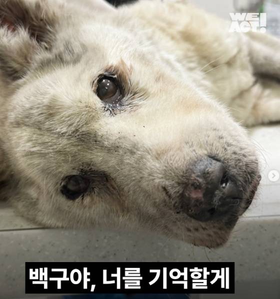 이름조차 지어주지 못했는데 세상을 떠난 백구. 자신의 몸만한 종양을 달고 있었고, 온몸에서 구더기가 나오고 있었다. 병원에 도착하자 마자 마지막 숨을 쉬곤 떠났다./사진=동물구조단체 위액트(@we.a.c.t)
