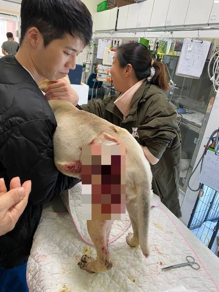 왼쪽 다리 상처가 심했던 산불 피해견. 어떻게든 잘 치료하려 애쓰던 수의사들과, 함형선 위액트 대표(오른쪽)./사진=남형도 기자