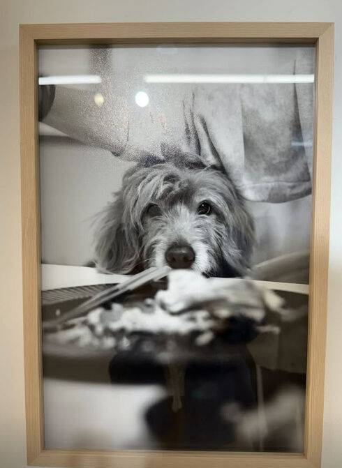 이효리, 엄태웅./소셜미디어