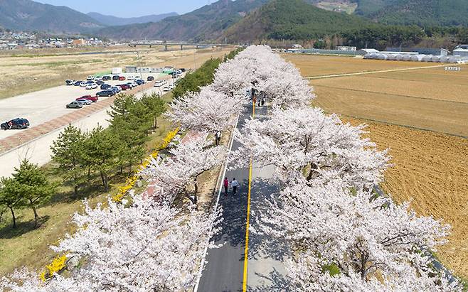 정선군 북평면 벚꽃길.(사진=정선군 제공) *재판매 및 DB 금지
