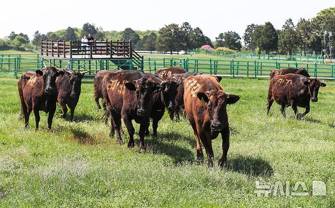 [제주=뉴시스] 우장호 기자 = 30일 오후 제주시 용강동 제주마 방목지에 국가지정 천연기념물인 제주흑우 10마리가 시범 방목돼 초지에서 먹이활동을 하고 있다. 제주흑우는 기원전부터 제주에서 사육된 것으로 알려진 고유 재래종으로 2013년 7월 천연기념물로 지정된 이후 축산생명연구원에서 보호·관리되고 있다. 이번 시범 방목은 제주흑우의 보존가치를 높이고 도민과 관광객에게 제주의 독특한 목축문화유산을 소개하기 위해 처음 마련된 것이다. 2025.04.30. woo1223@newsis.com