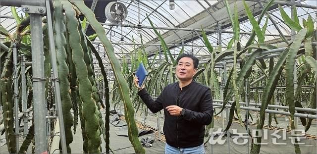 임찬규 농촌진흥청 국립원예특작과학원 온난화대응농업연구소 연구사가 28일 실험 재배 중인 용과를 설명하고 있다. ‘제주 농산물 경쟁력 강화를 위한 토론회’에 앞서 참석자들은 연구소를 방문해 지구온난화 시대 제주지역 재배 대안 품목을 살펴봤다.