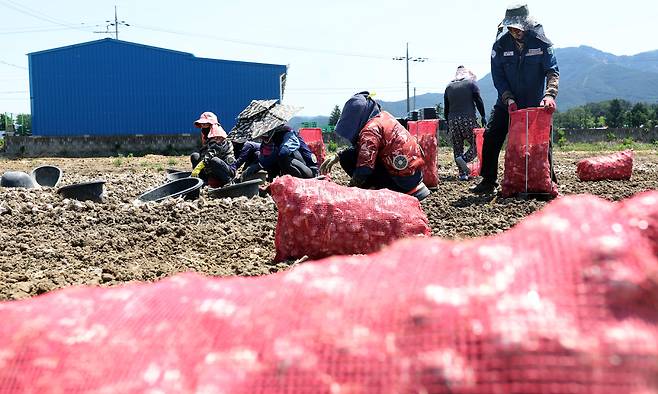 농민이 마늘을 망에 담고 있다. 연합뉴스