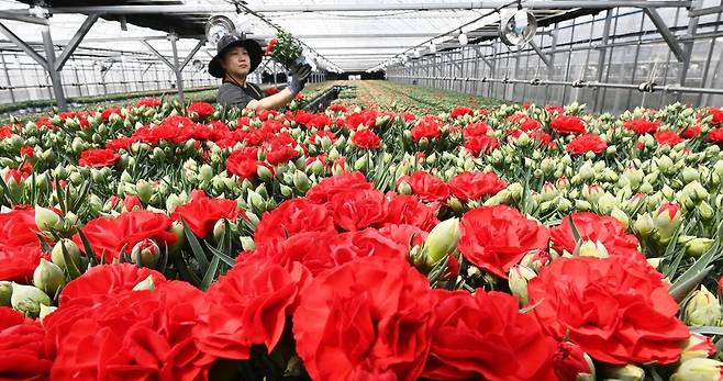 5월 가정의 달을 앞둔 24일 경기 용인시 남사면 한 화훼농가에서 관계자가 카네이션 출하 작업에 분주히 움직이고 있다. 뉴시스