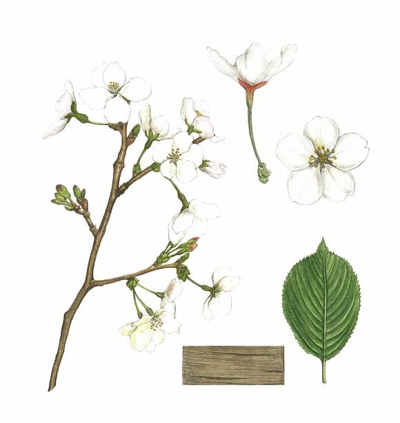 우리나라 도심에 심기는 왕벚나무는 대부분 일본산 소메이요시노벚나무로 제주 원산의 왕벚나무와는 별개의 종이다.