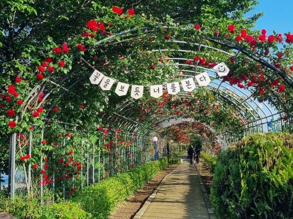순천시 풍덕동이 다음달 10일 ‘장미 활짝 피었수다!’를 주제로 풍덕동 장미터널 일원에서 ‘제4회 풍덕동 장미축제’를 개최한다.
