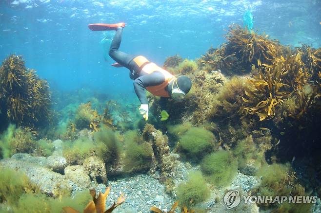 제주해녀 독도 물질 시연 [제주도 제공.재판매 및 DB 금지]