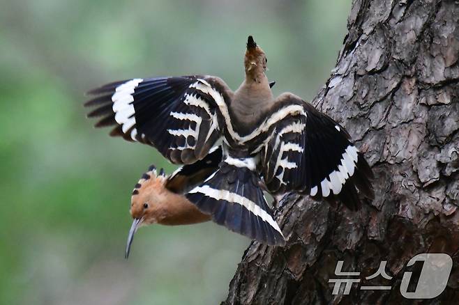 가정의 달 5월 첫 날인 1일 경북 경주시 황성공원 고목에 둥지를 튼 후투티 한쌍이 새끼들에게 먹잇감을 물어다 나르고 있다. 2025.5.1/뉴스1 ⓒ News1 최창호 기자