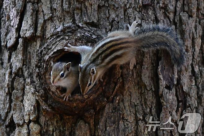 가정의 달 5월 첫 날인 1일 경북 경주시 황성공원 고목에 둥지를 튼 다람쥐들이 둥지 밖을 살피고 있다. 2025.5.1/뉴스1 ⓒ News1 최창호 기자