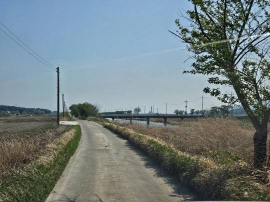 서산 청지천 가로수 절반 이상이 고사된 방치돼 있다. 독자 제공