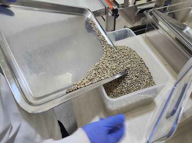 발달장애인 직원 각자 손으로 일일이&nbsp;생두를 선별한 뒤 상자에 담고 있다.