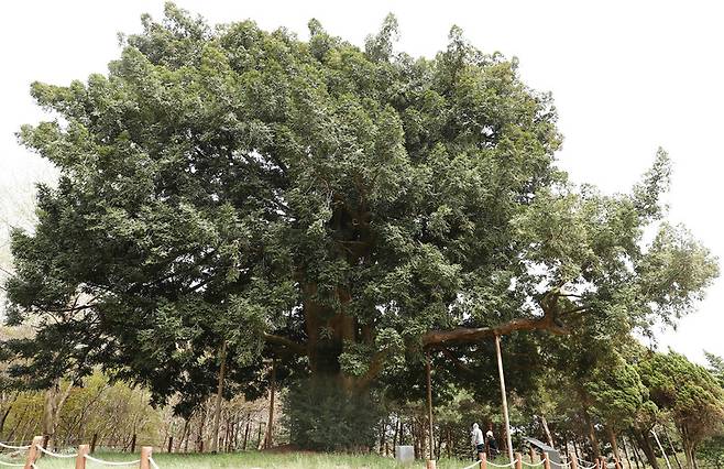 수령이 300년 된 비자나무. 박미향 기자